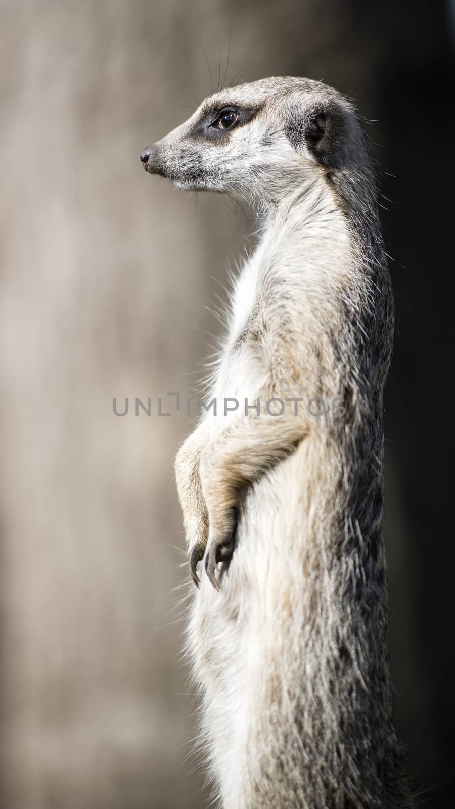 Meerkat guarding the territory by MohanaAntonMeryl