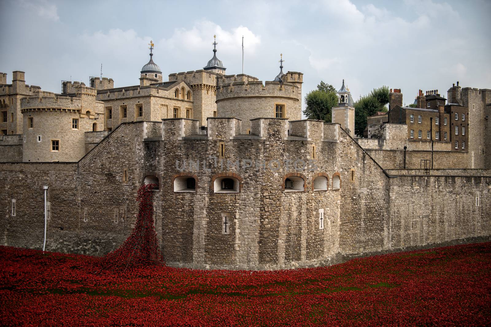 Red poppies in the moat of the Tower of London by MohanaAntonMeryl