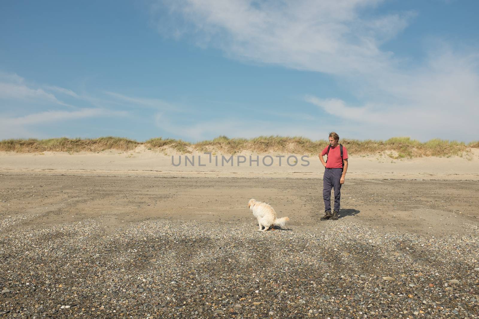 A dog, ladradoodle, defecates on a beach with a man, owner, watching.