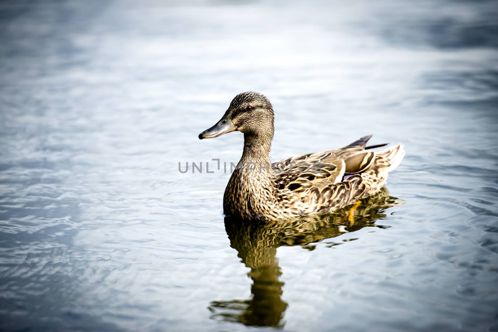 Duck swimming in the lake.

Photographed using Nikon-D800E (36 megapixels) DSLR with AF-S NIKKOR 70-200 mm f/2.8G ED VR II lens at focal length 200 mm, ISO 1250, and exposure 1/8000 sec at f/2.8.