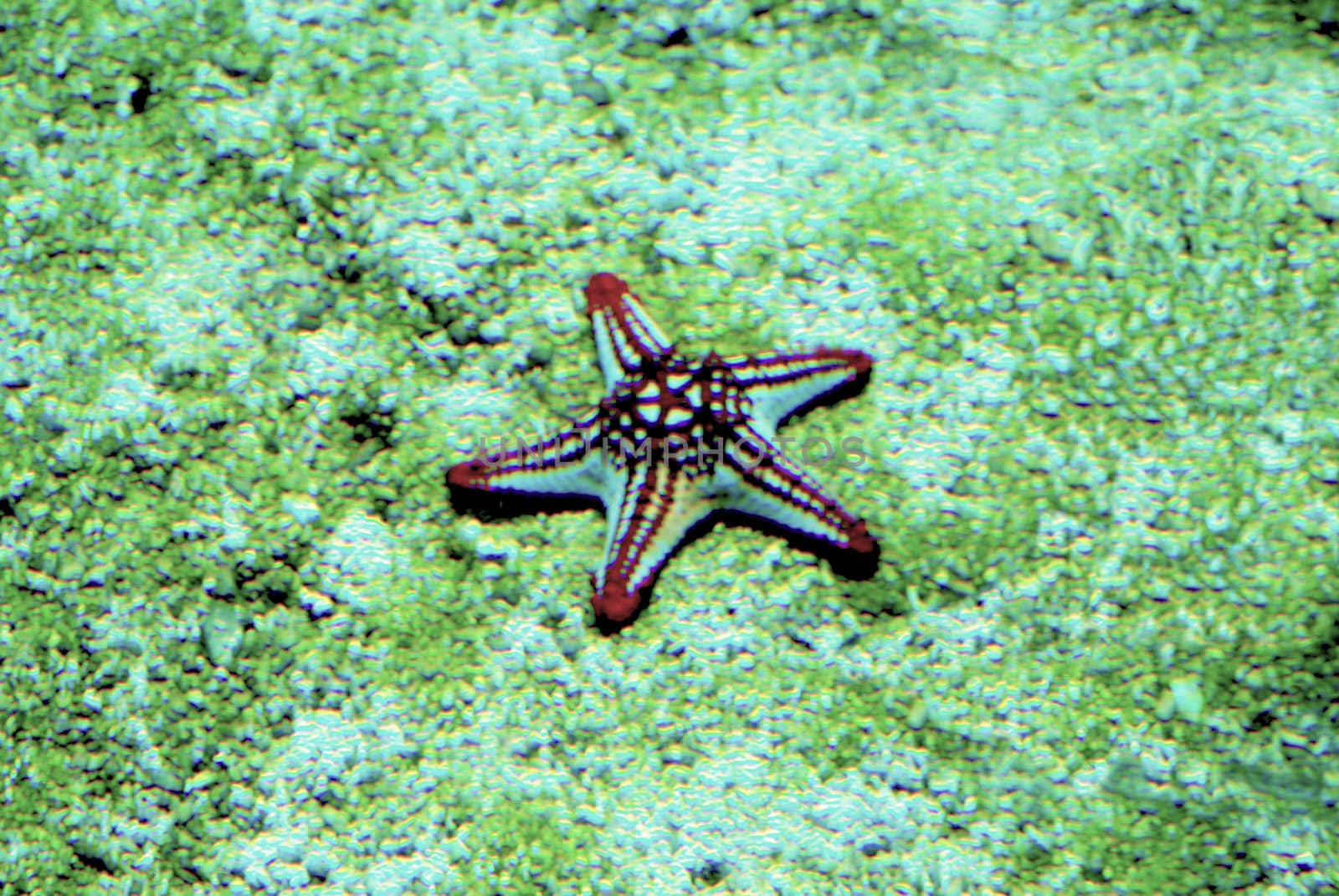 starfish under sea by iacobino