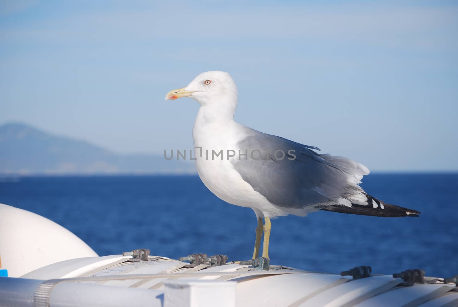 seagull by iacobino
