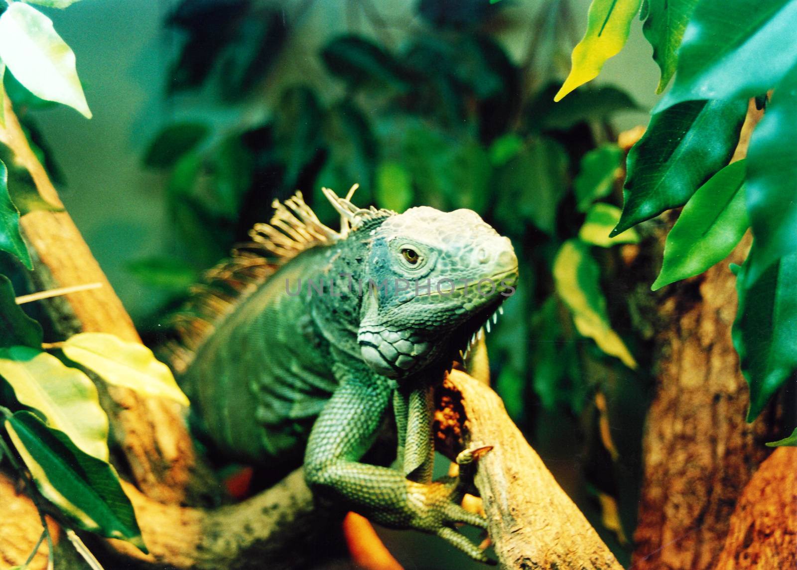 iguana by iacobino