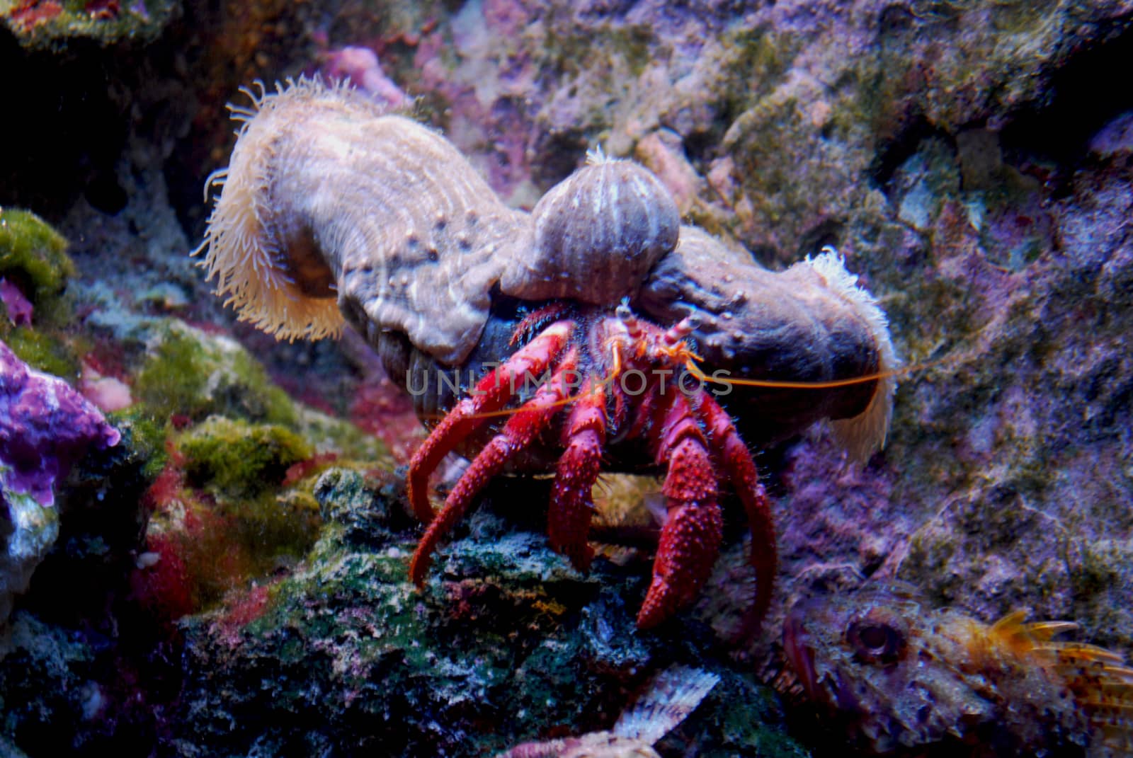 hermit crab by iacobino