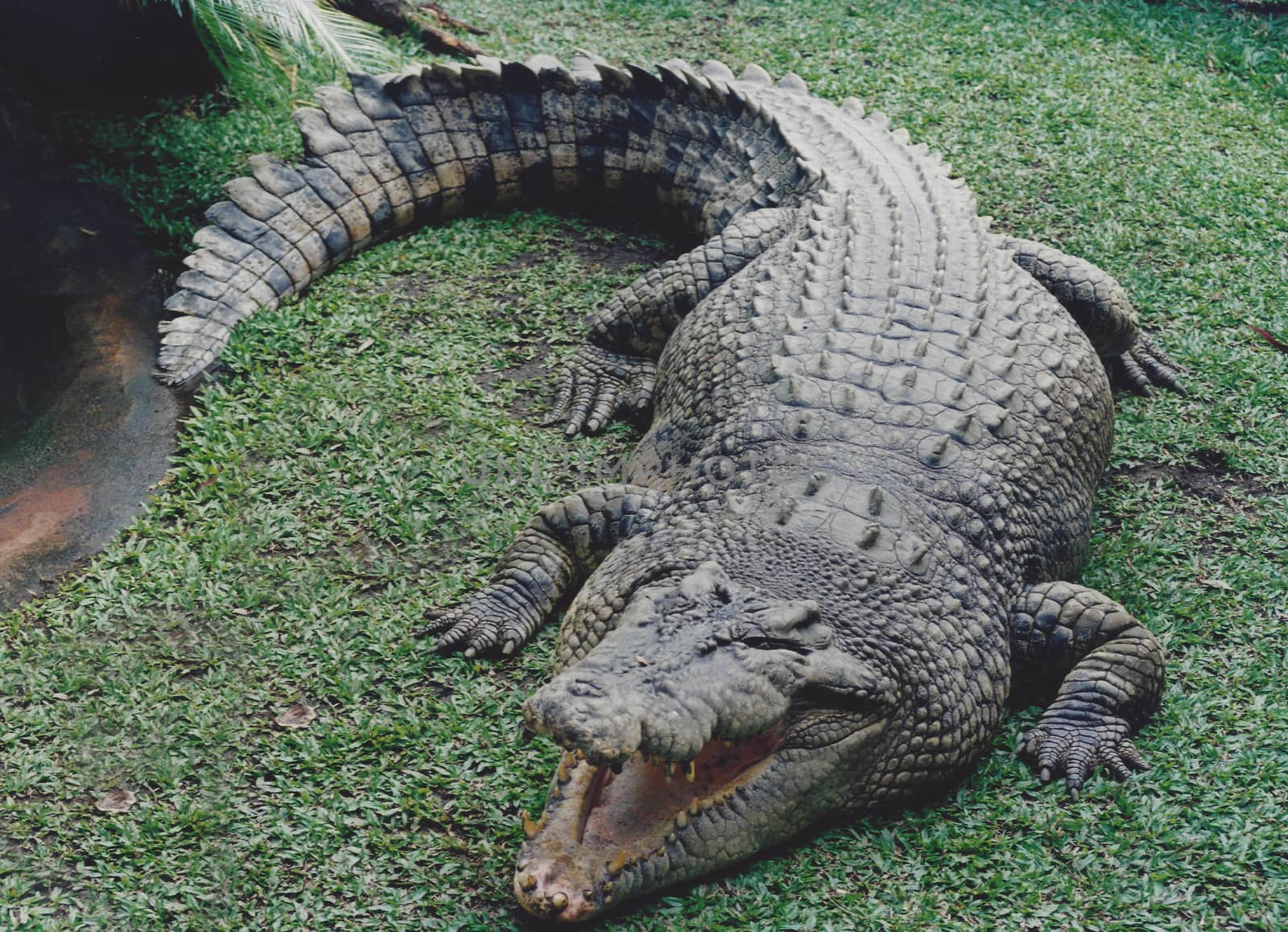 crocodile by iacobino