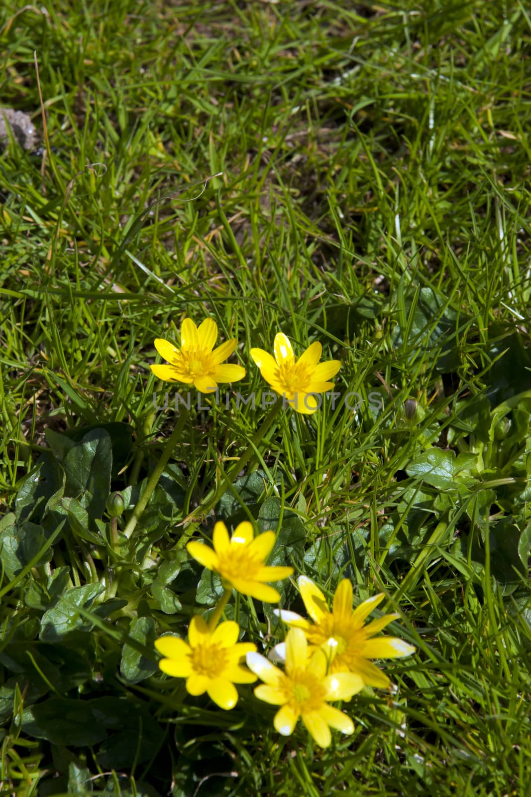 buttercups in a lush green garden lawn in county Kerry Ireland