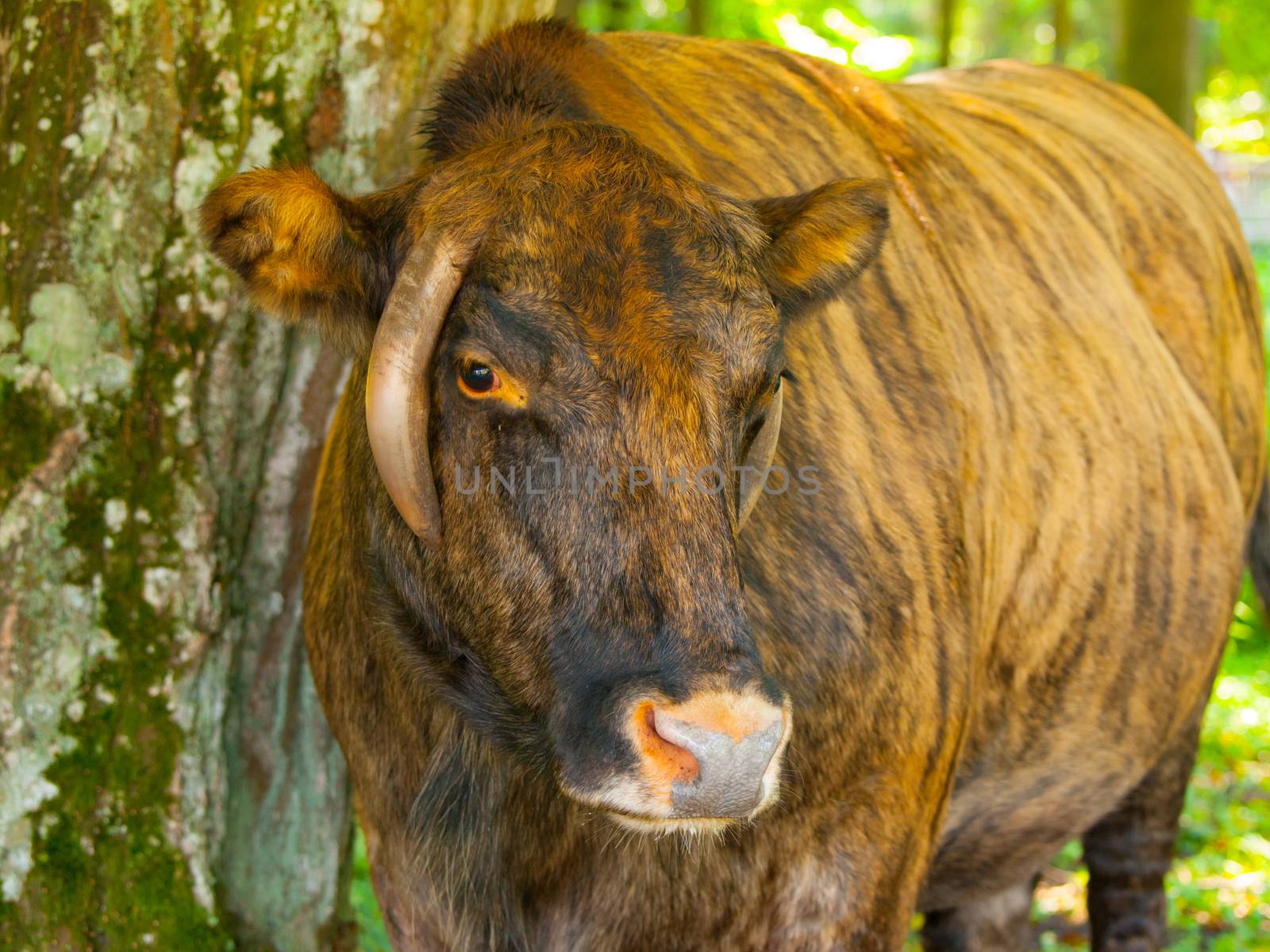 Zubron - hybrid of domestic cattle and european bison (wisent)