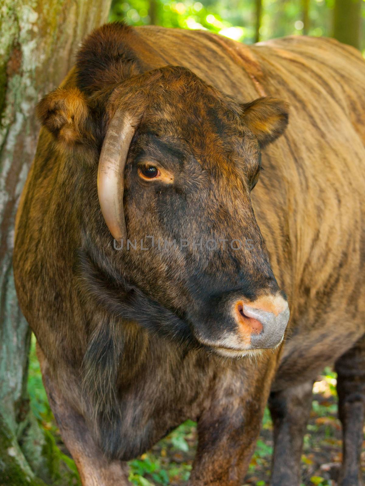 Zubron - hybrid of domestic cattle and european bison (wisent)