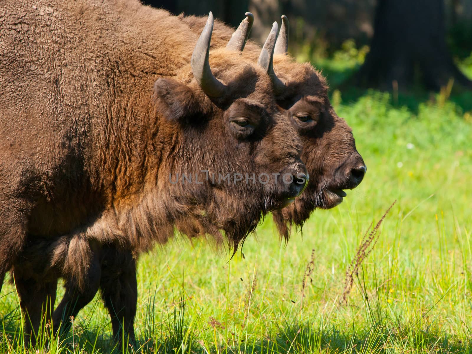 Two european wood bisons (wisent or Bison bonasus) in Bialowieza forest