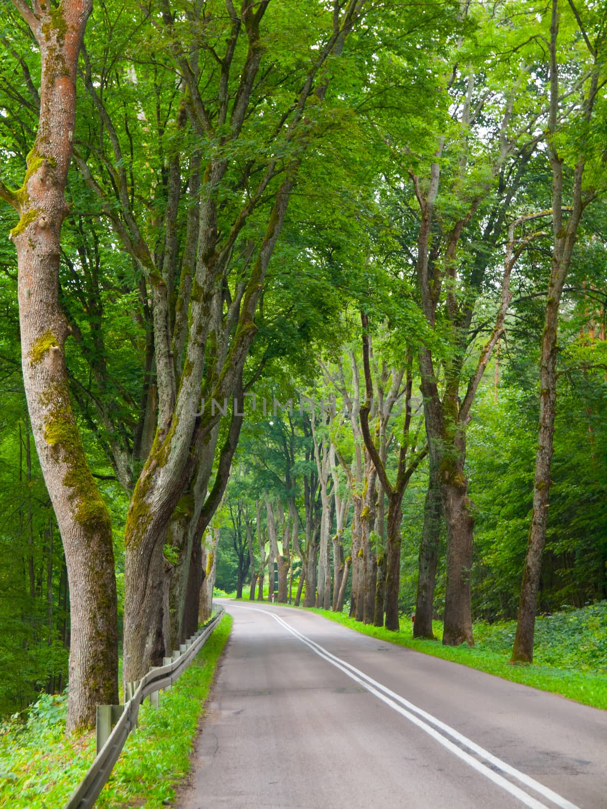 Country road with green tree alley by pyty