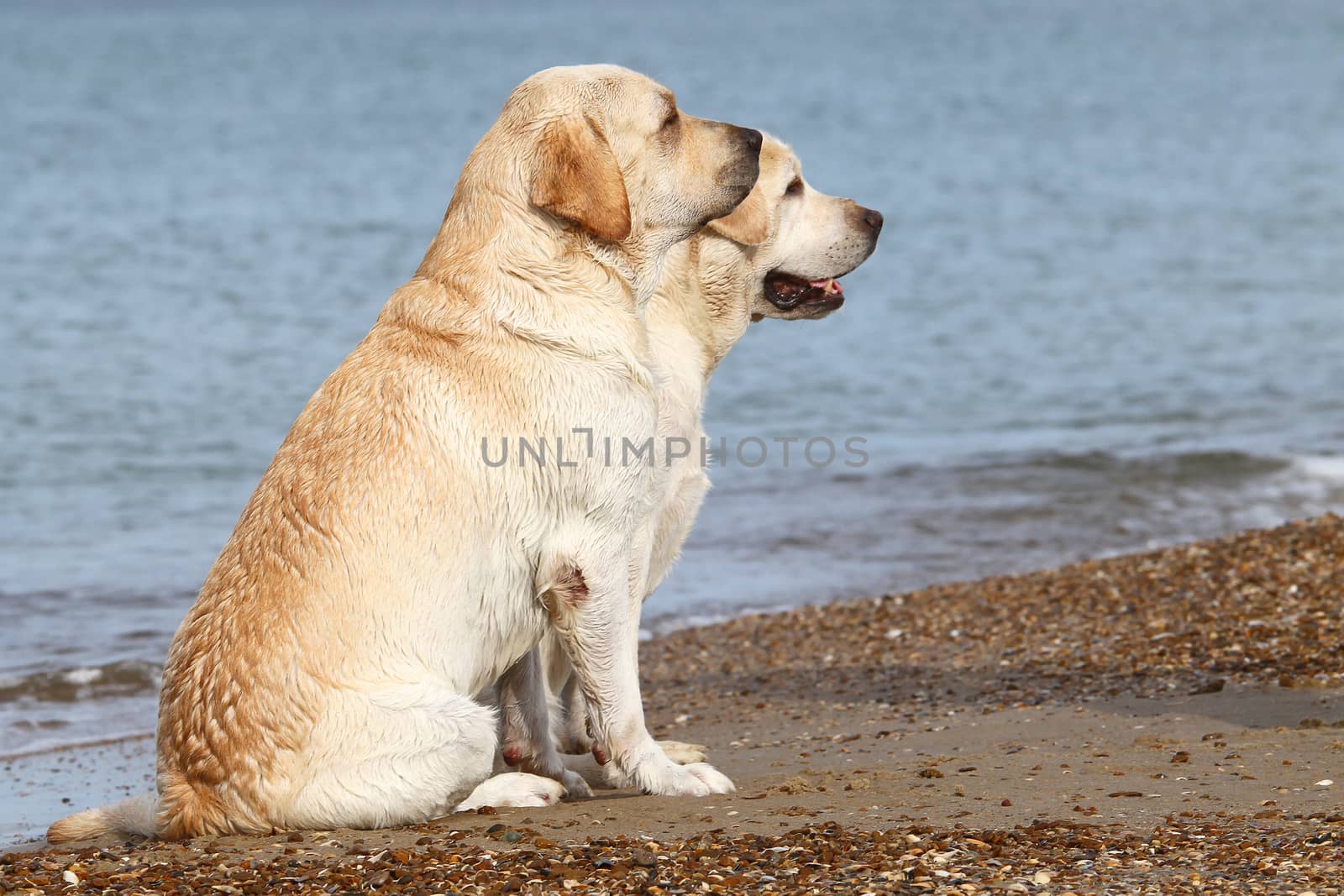 yellow labradors at the sea in summer