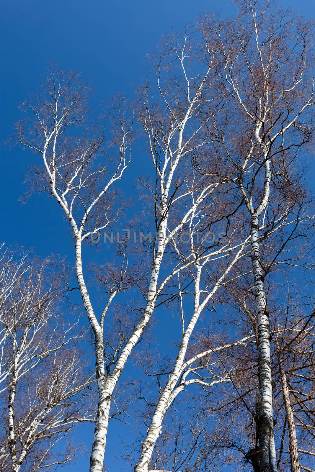 some tree of birch on blue sky background