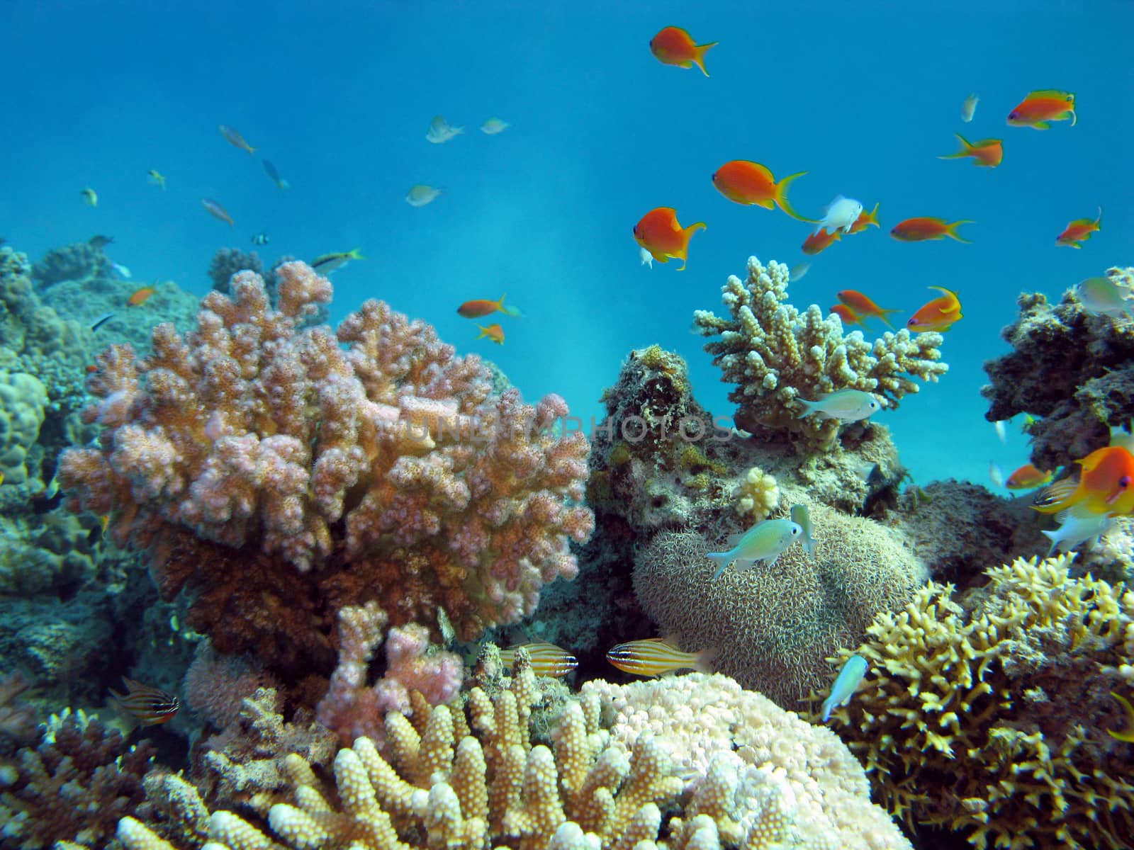 coral reef with hard corals and exotic fishes at the bottom of tropical sea on blue water background