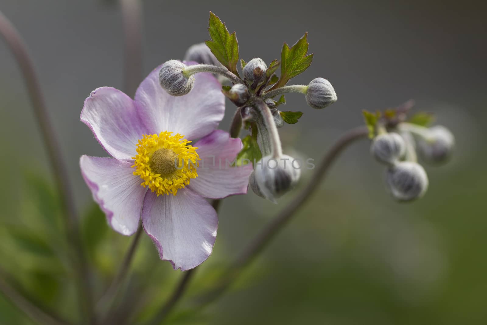 Lilac Japanese anemone with buds