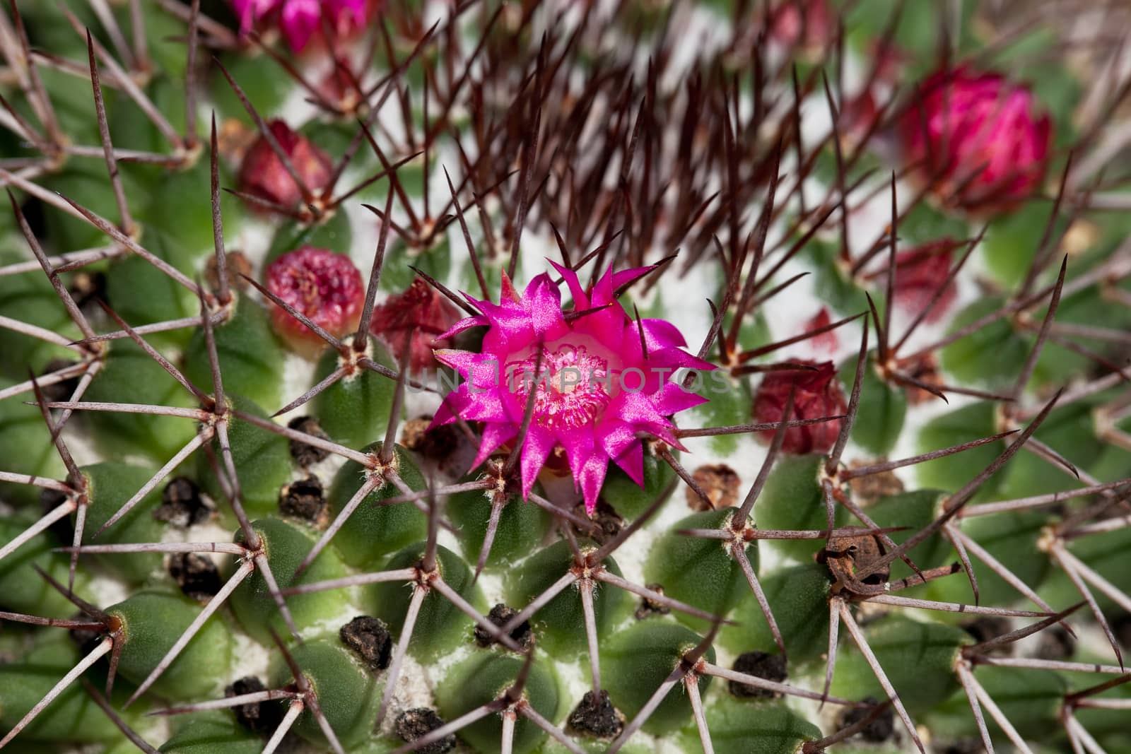blooming cactus with pink flowers macro
