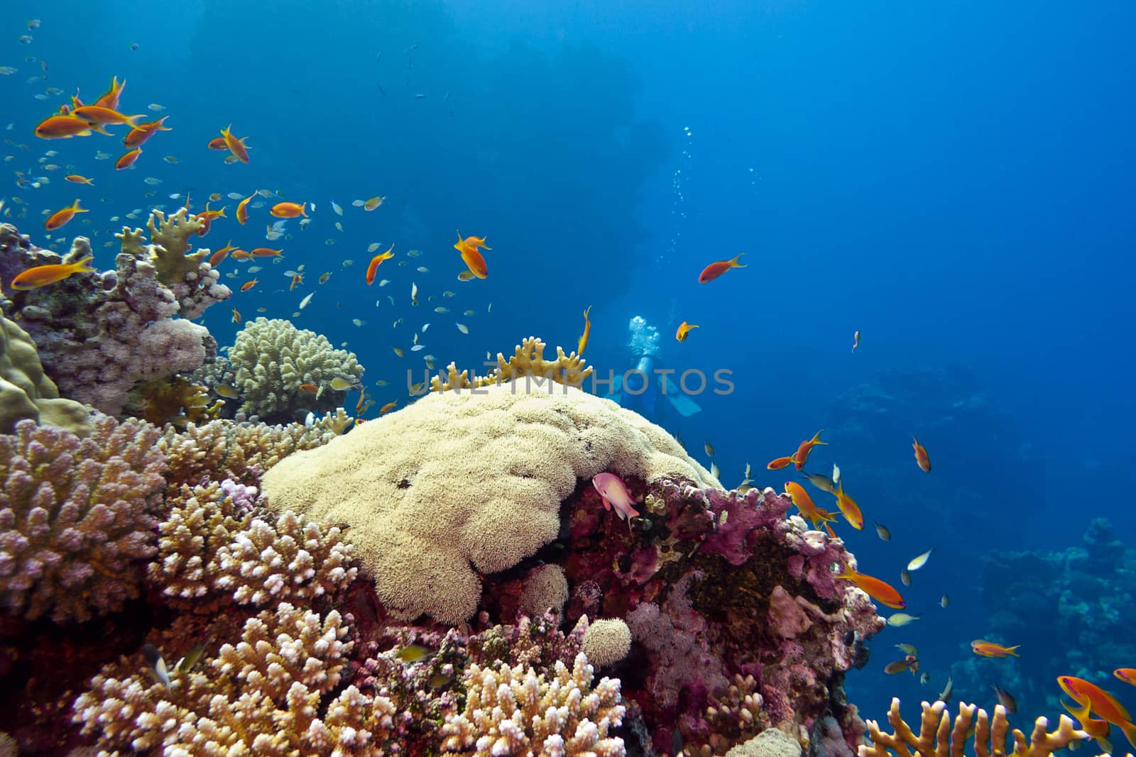 colorful coral reef with hard corals and fishes anthias at the bottom of tropical sea on blue water background