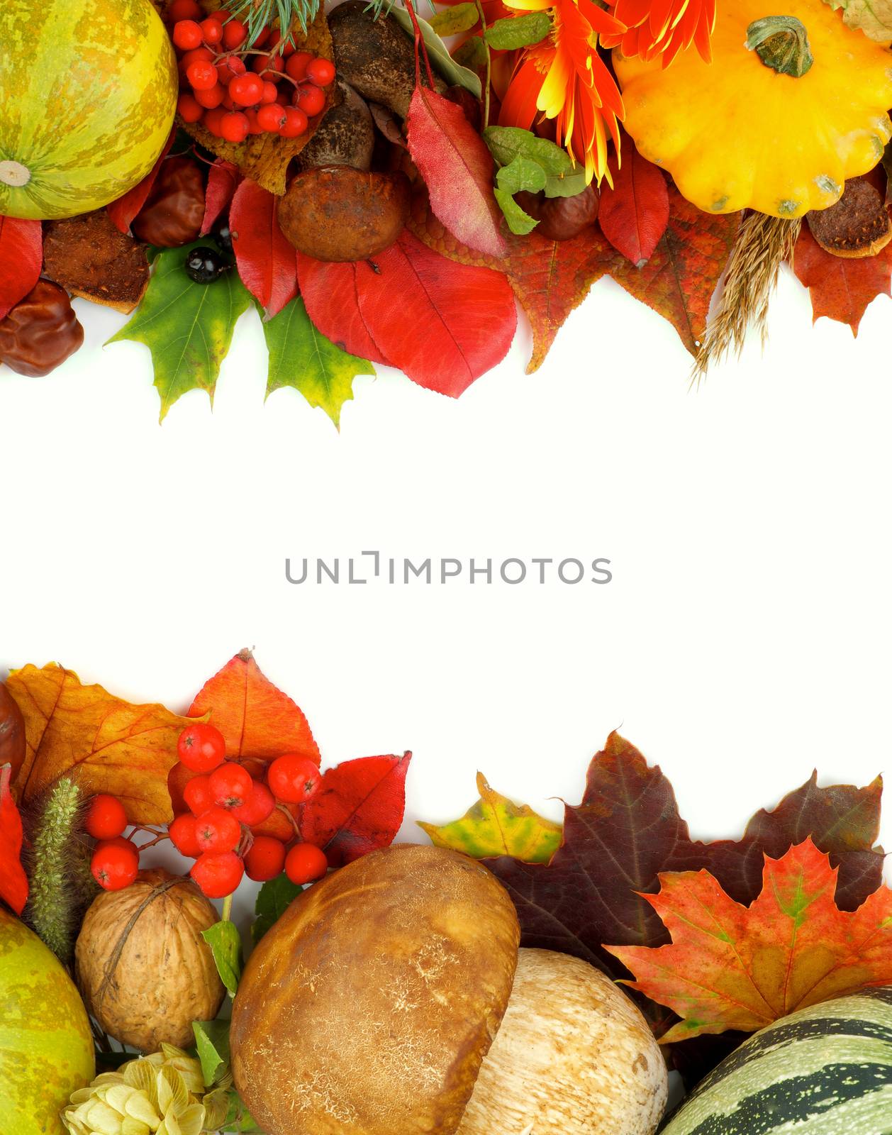 Arrangement of Frames with Various Autumn Leafs, Vegetables, Berries, Mushrooms, Flowers and Nuts isolated on white background