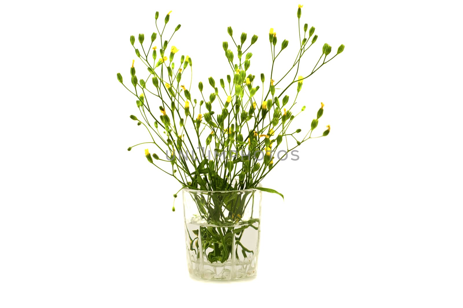 flowers in a glass isolated on white
