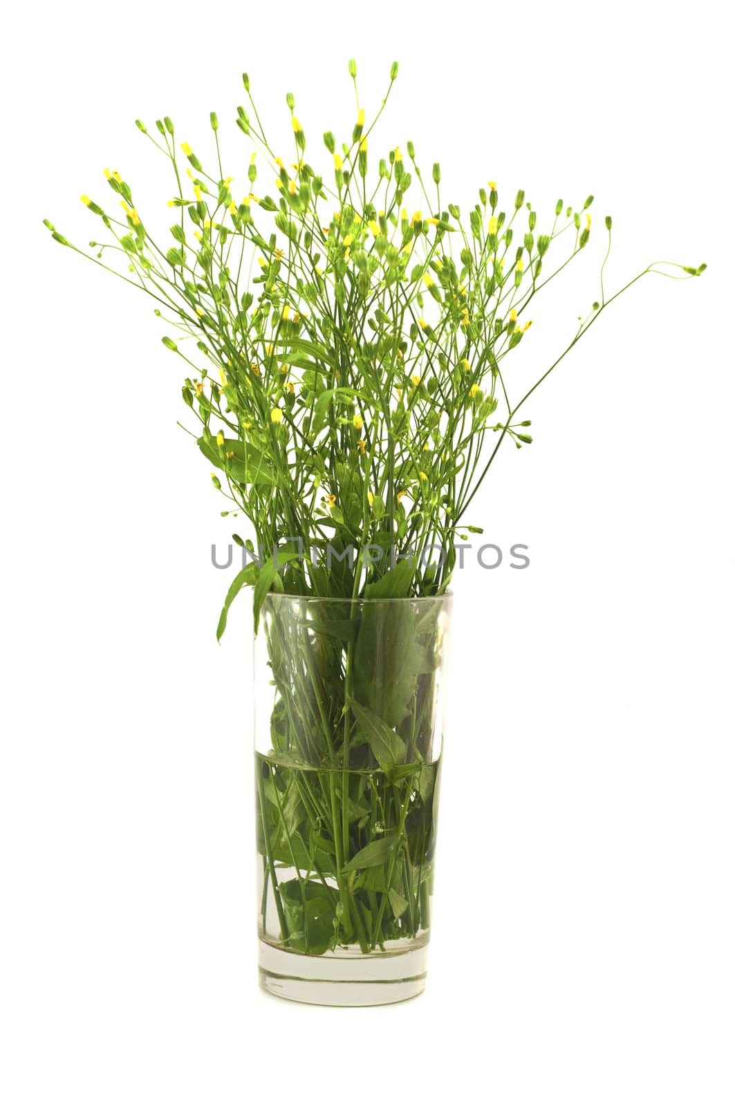 bouquet flowers in a glass by ozornina