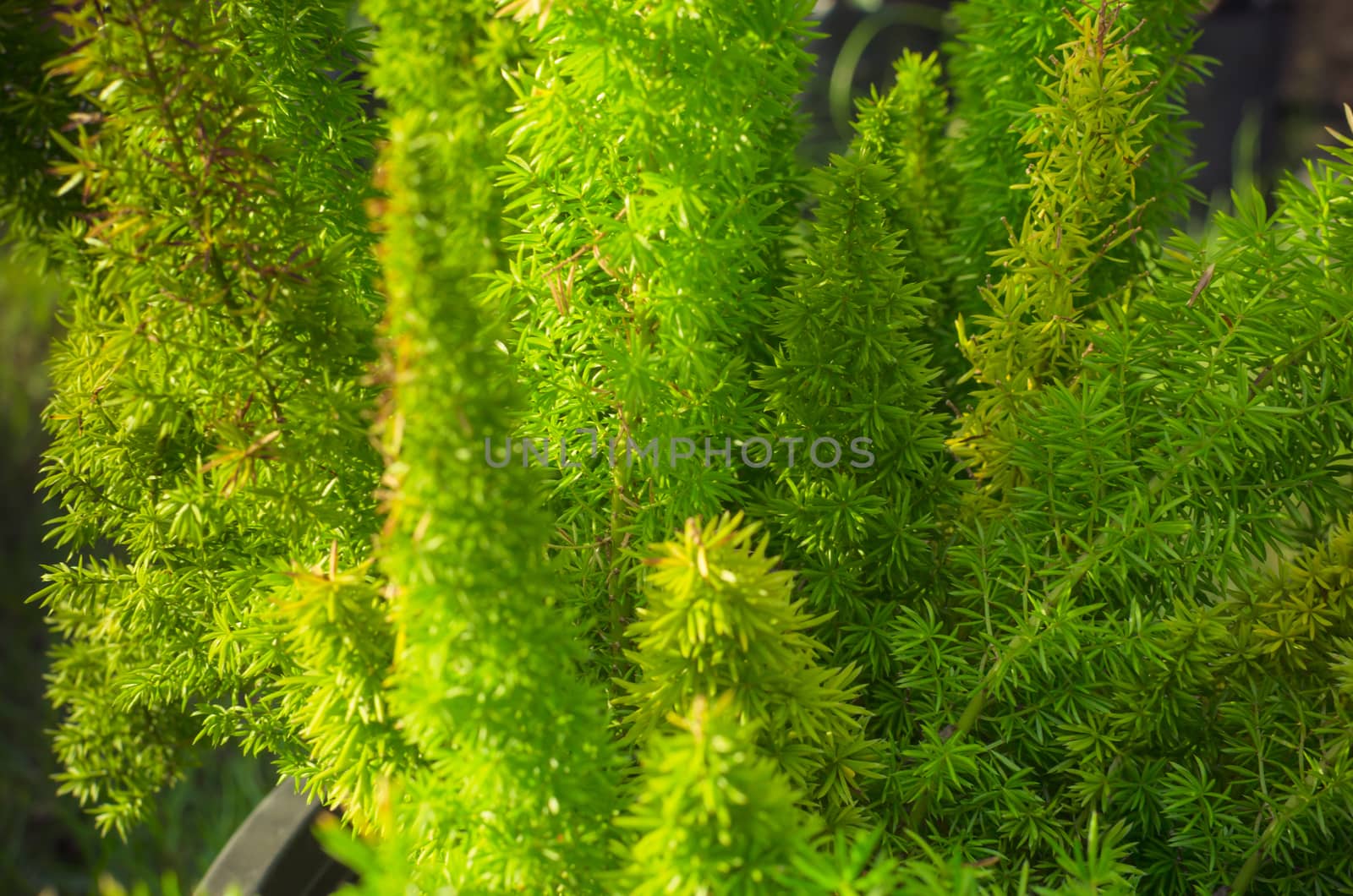 close up full frame green pine leaf background.