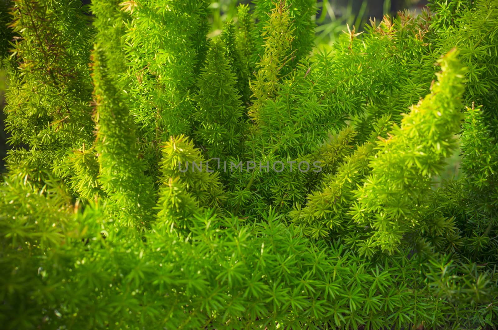 close up full frame green pine leaf background by nopparats