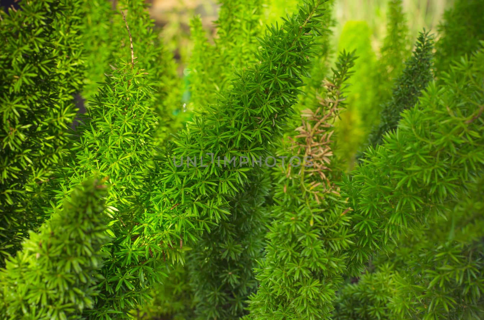 close up full frame green pine leaf background by nopparats