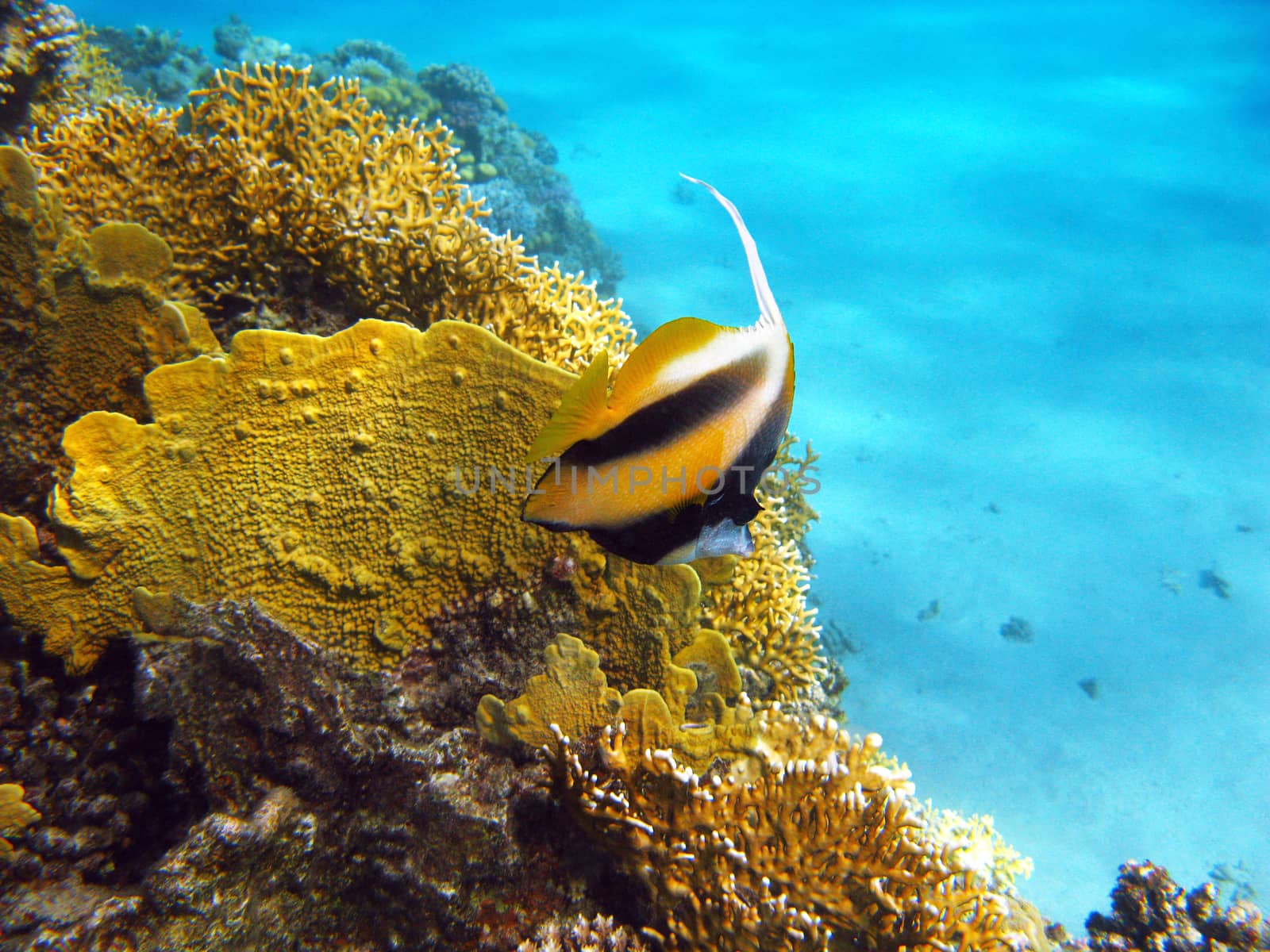 coral reef with fire coral and butterflyfish at the bottom of tropical sea  by mychadre77