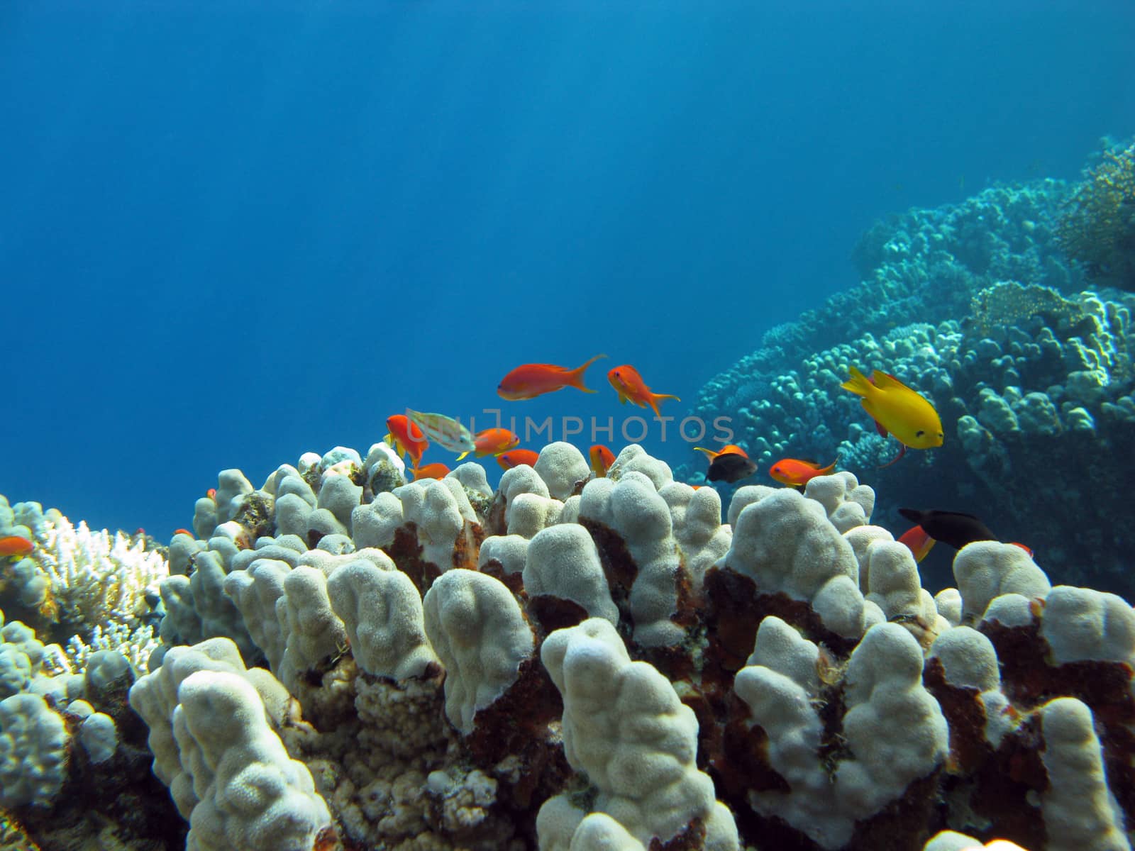 coral reef with hard  coral and exotic fishes at the bottom of tropical sea by mychadre77