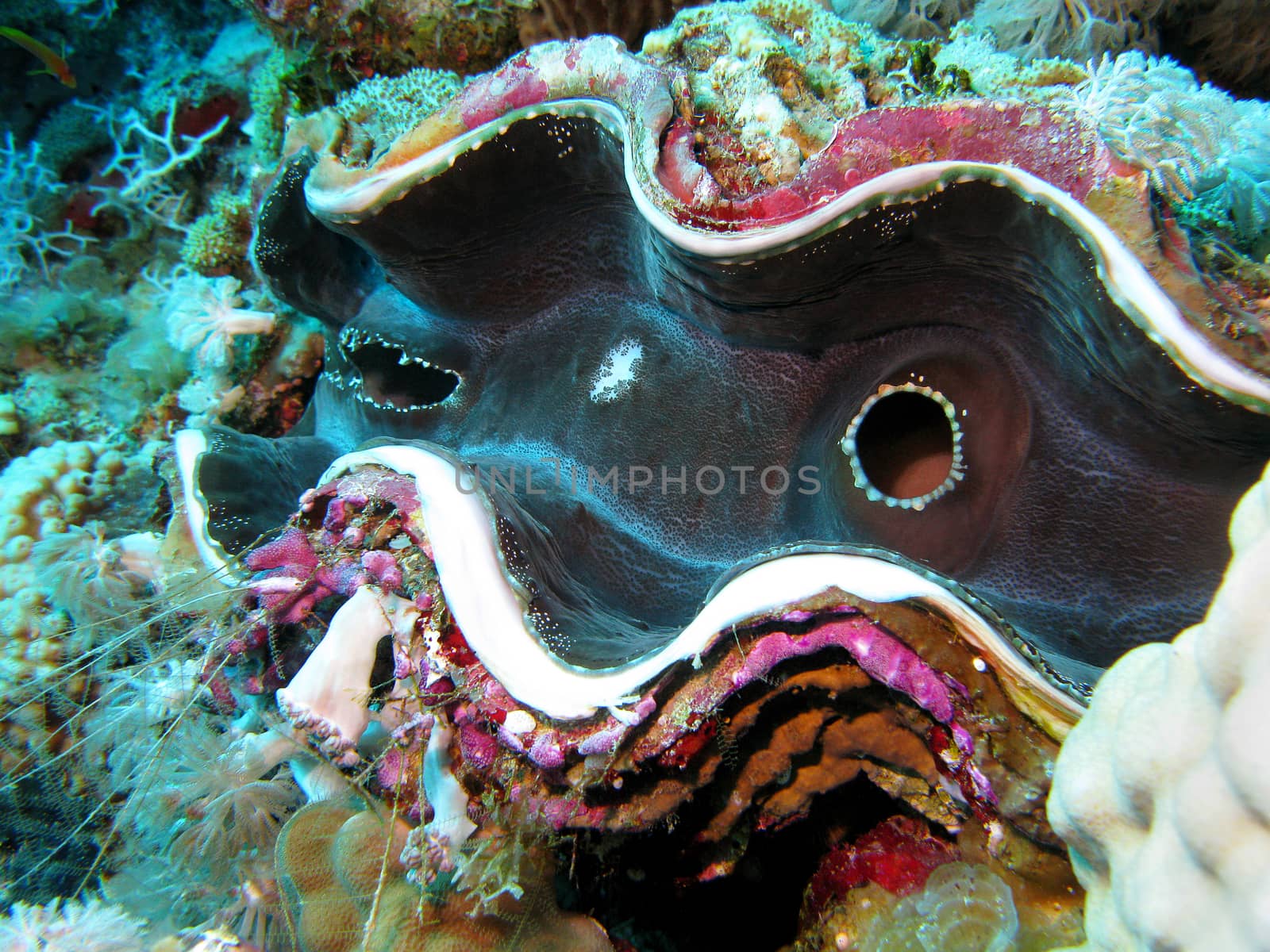 coral reef with giant clam - Tridacna gigas at the bottom of tropical sea - close up