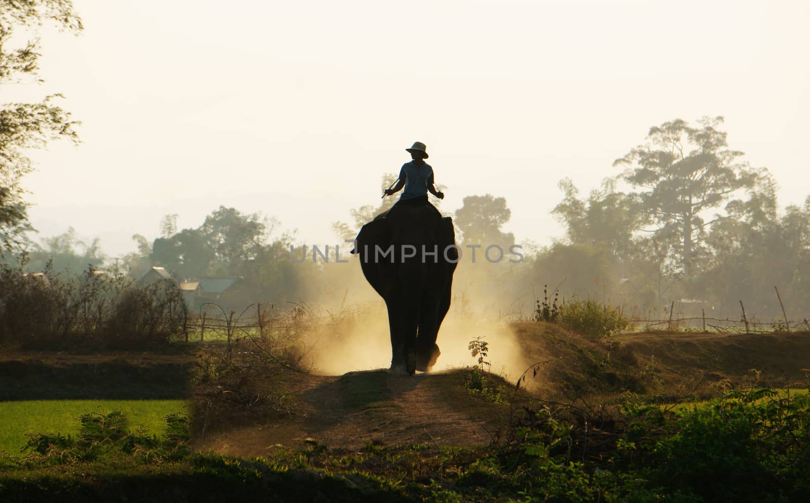 Silhouette of people riding elephant walking on the path at Vietnam countryside, the dusty way by dust of soil, mahout ride this animal for travel in Buon Me Thuot