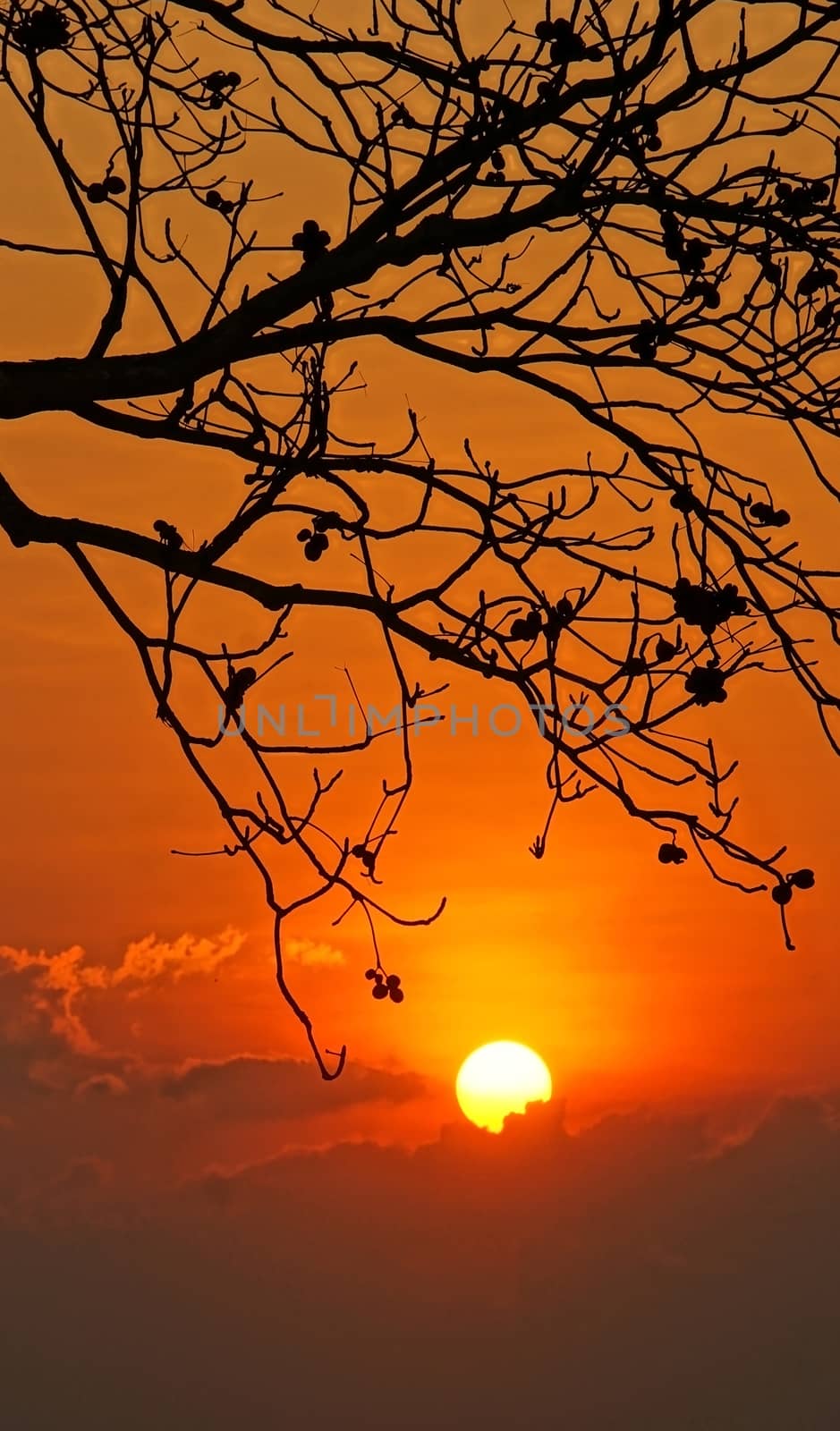 Evening scene with sun go down, sky in brilliant orange, silhouette of branch of tree in sunset