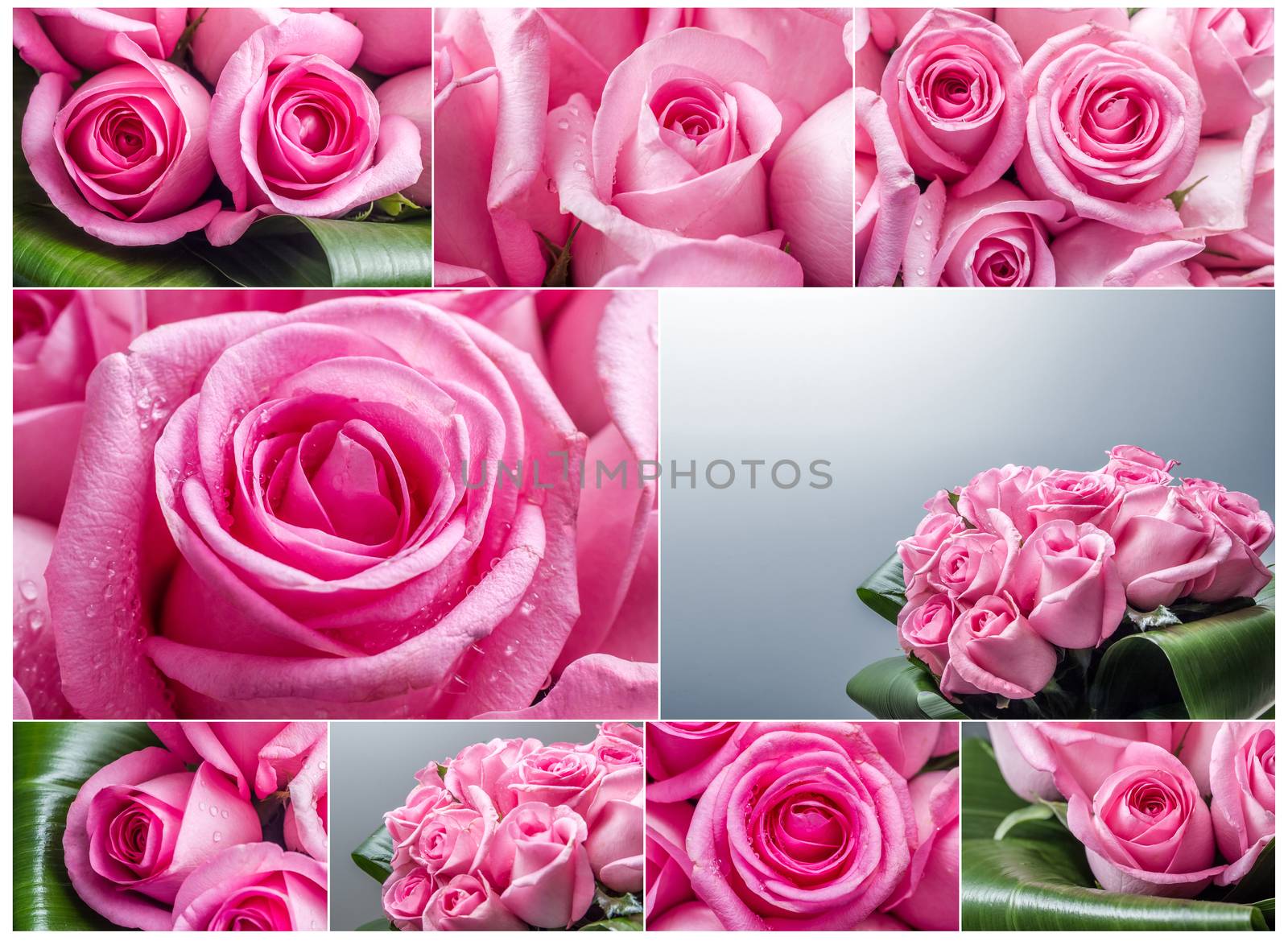Collage of beautiful pink roses