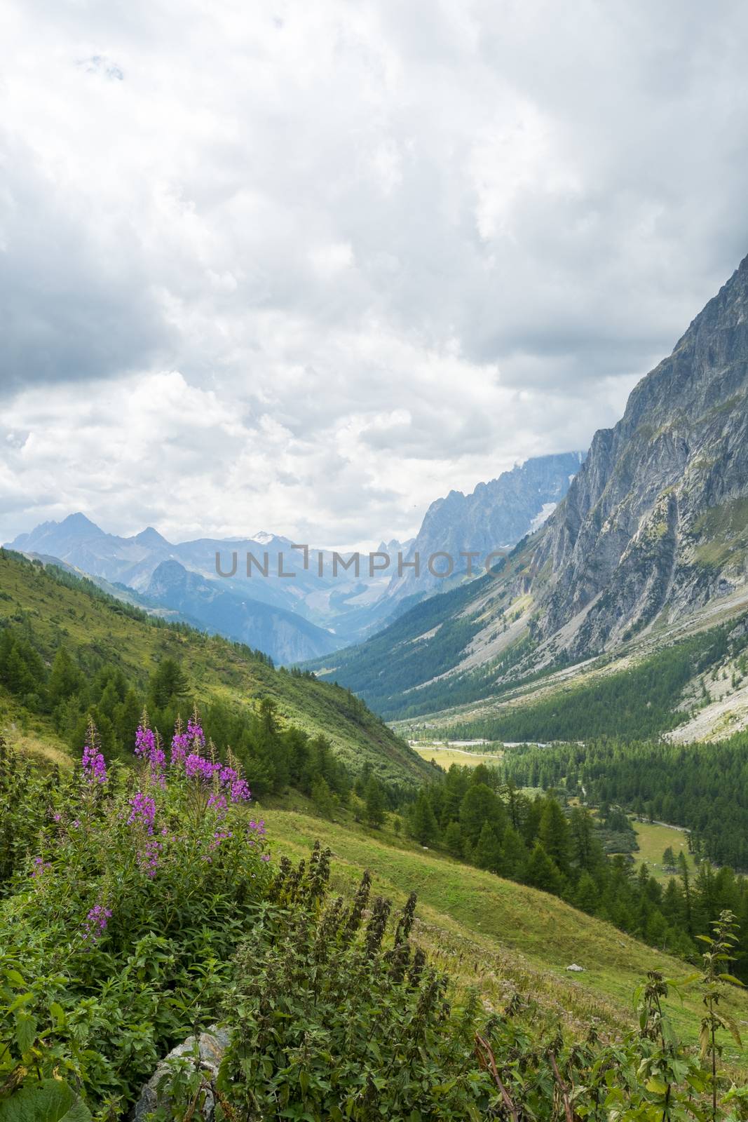 Wild flowers with Val Ferret valley in the background, in Italy, with overcast sky and rocky mountain range