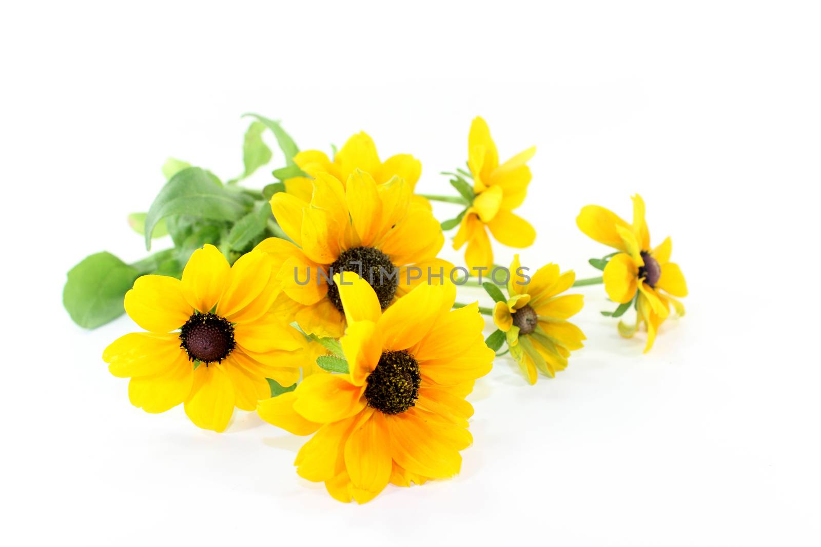 yellow coneflower on a white background