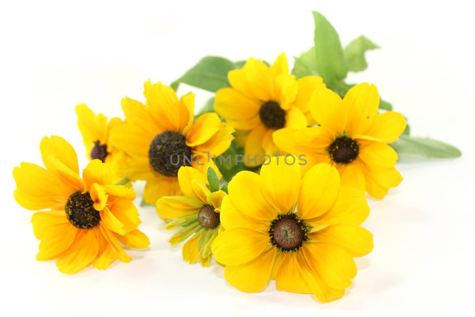 yellow coneflower on a white background