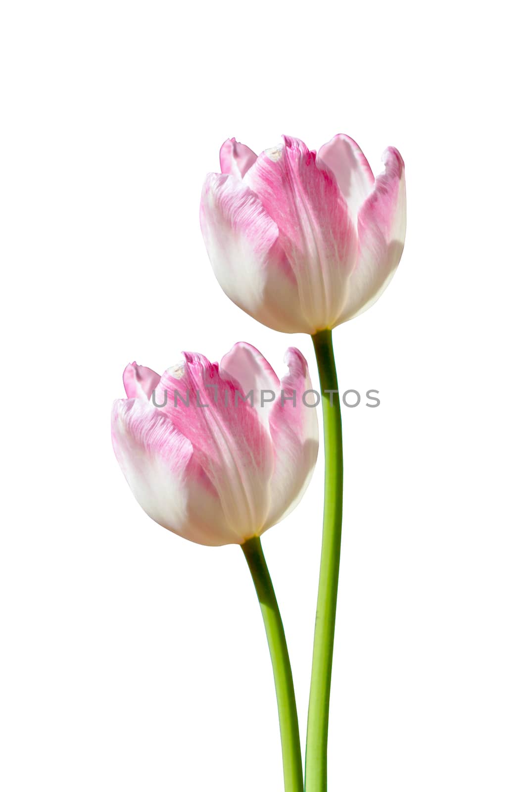 White and pink tulip isolated on white background by Noppharat_th