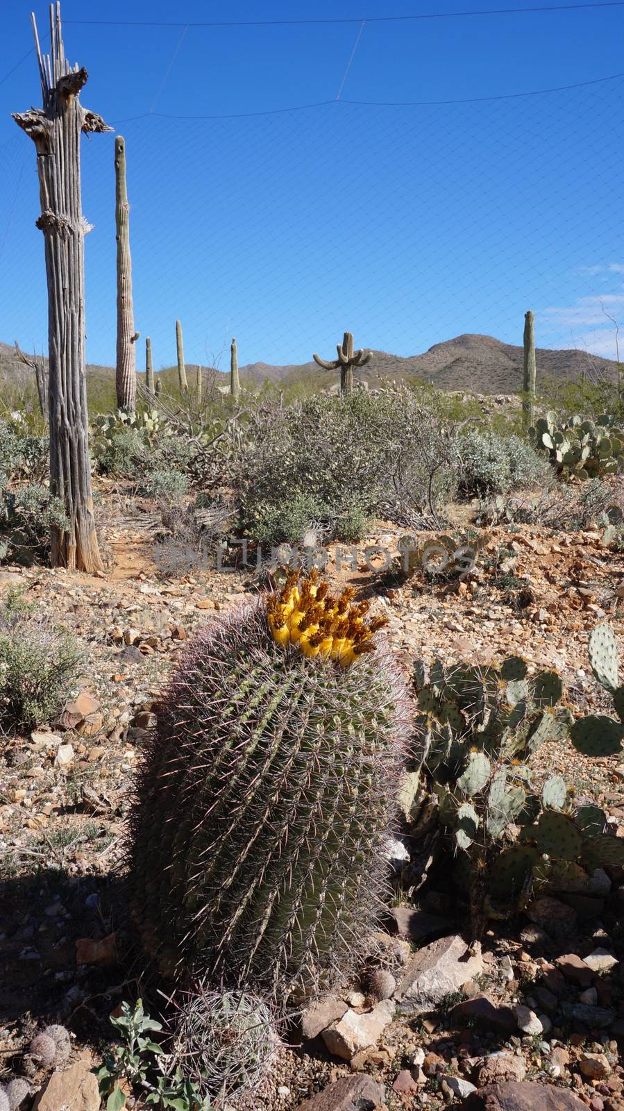 Scenic inside the Arizona-Sonora Desert Museum by tang90246