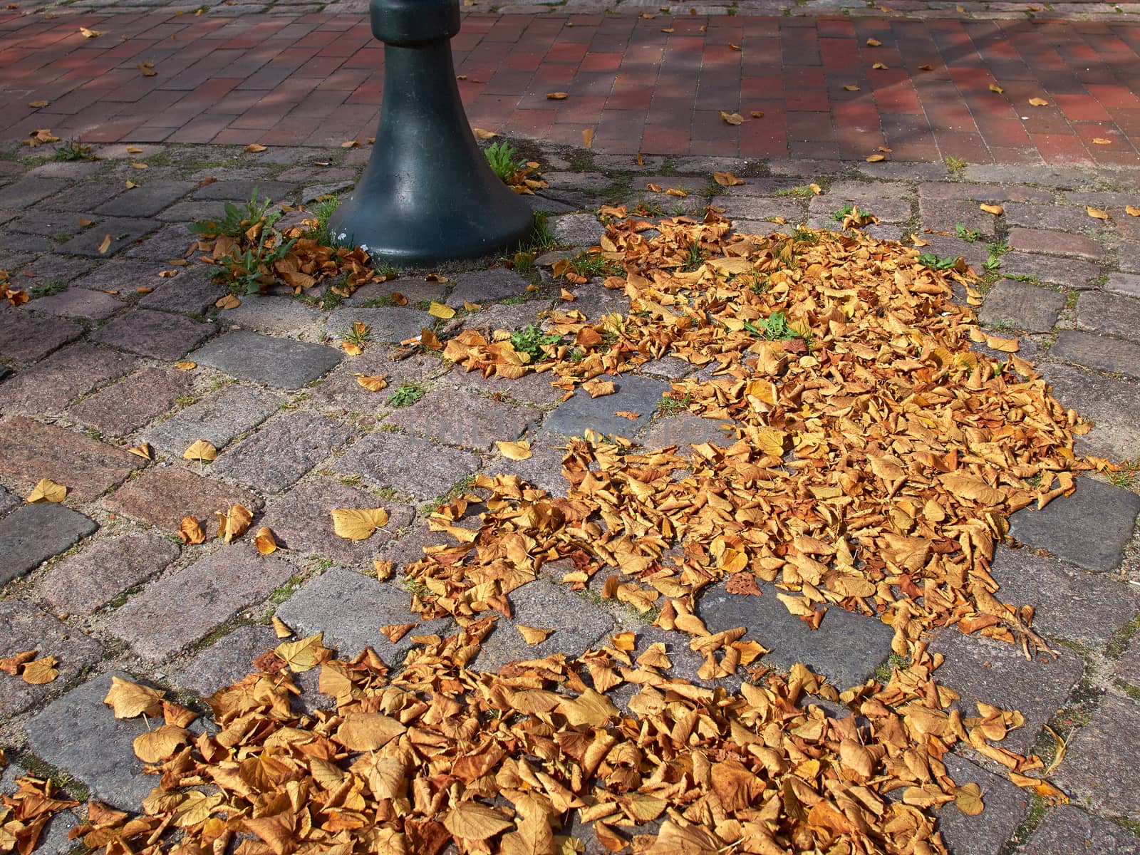Autumn winter leaves falling on a ground in the city