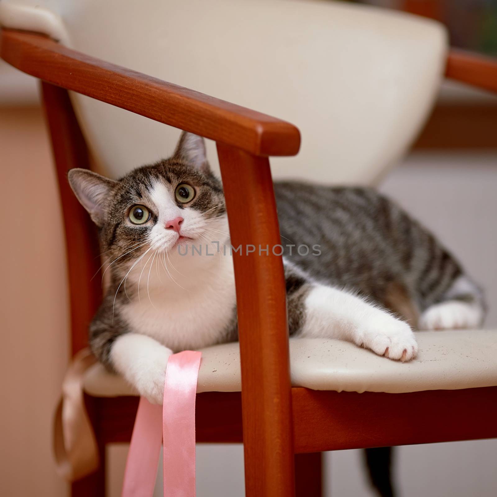 Striped with white the cat lies on a chair. by Azaliya