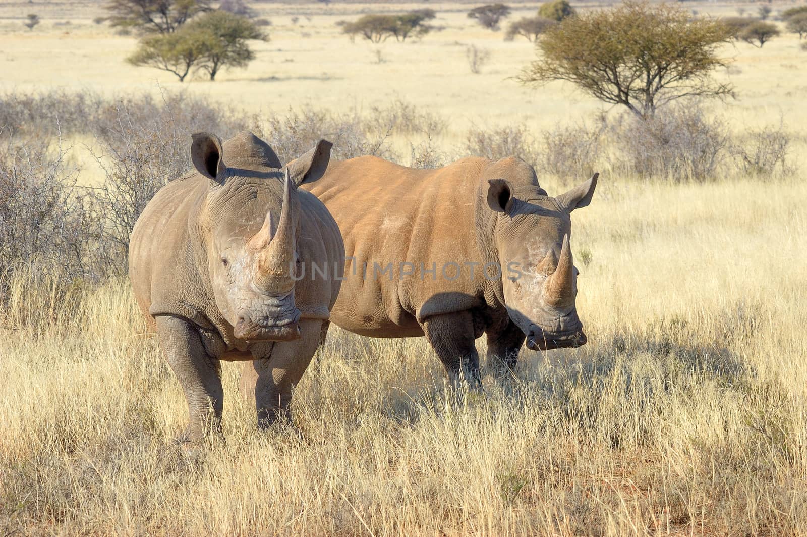Two Southern White Rhino in grass field surrounded by thorn bushes
