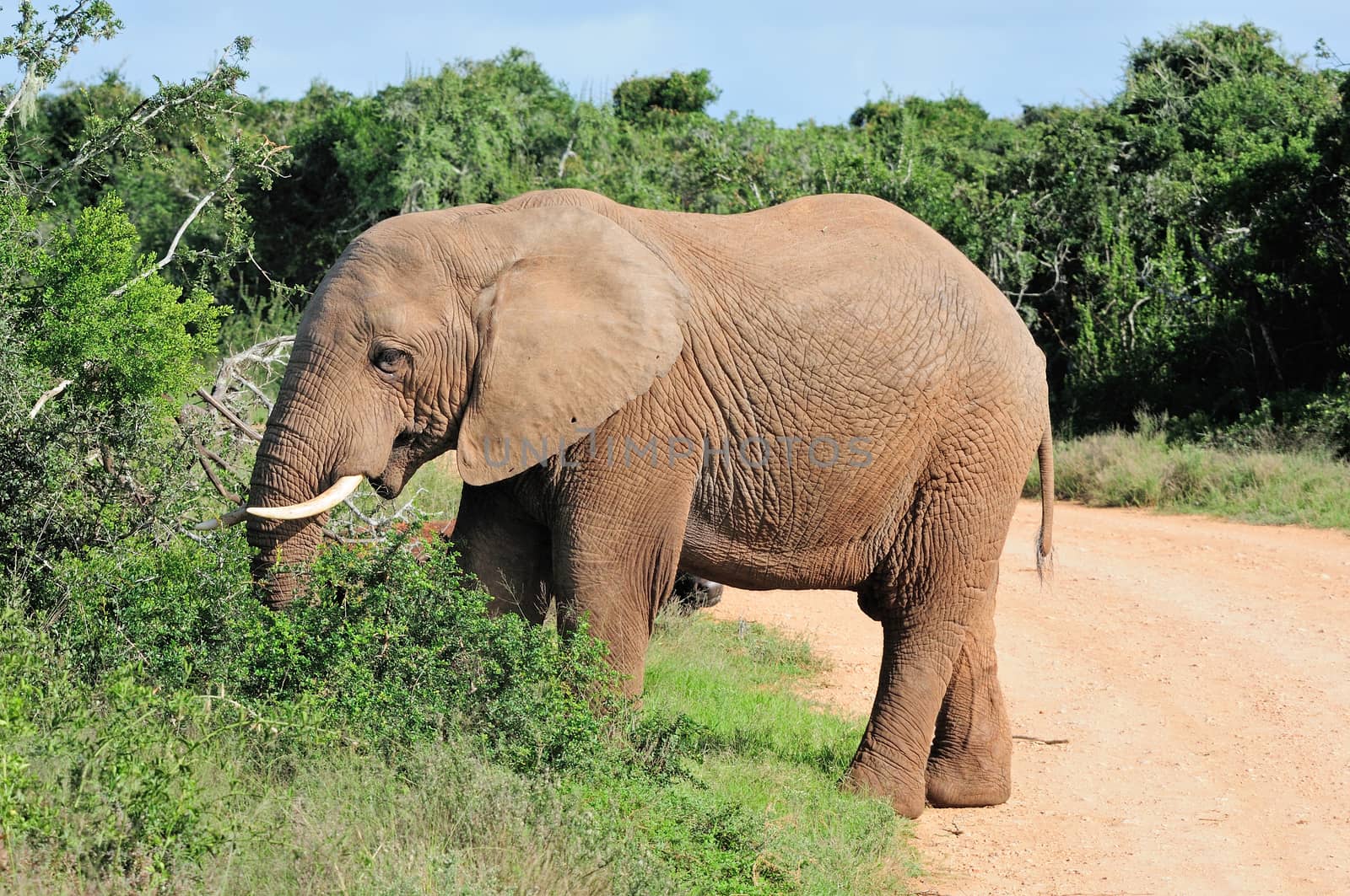Elephant in the Addo Elephant National Park, South Africa
