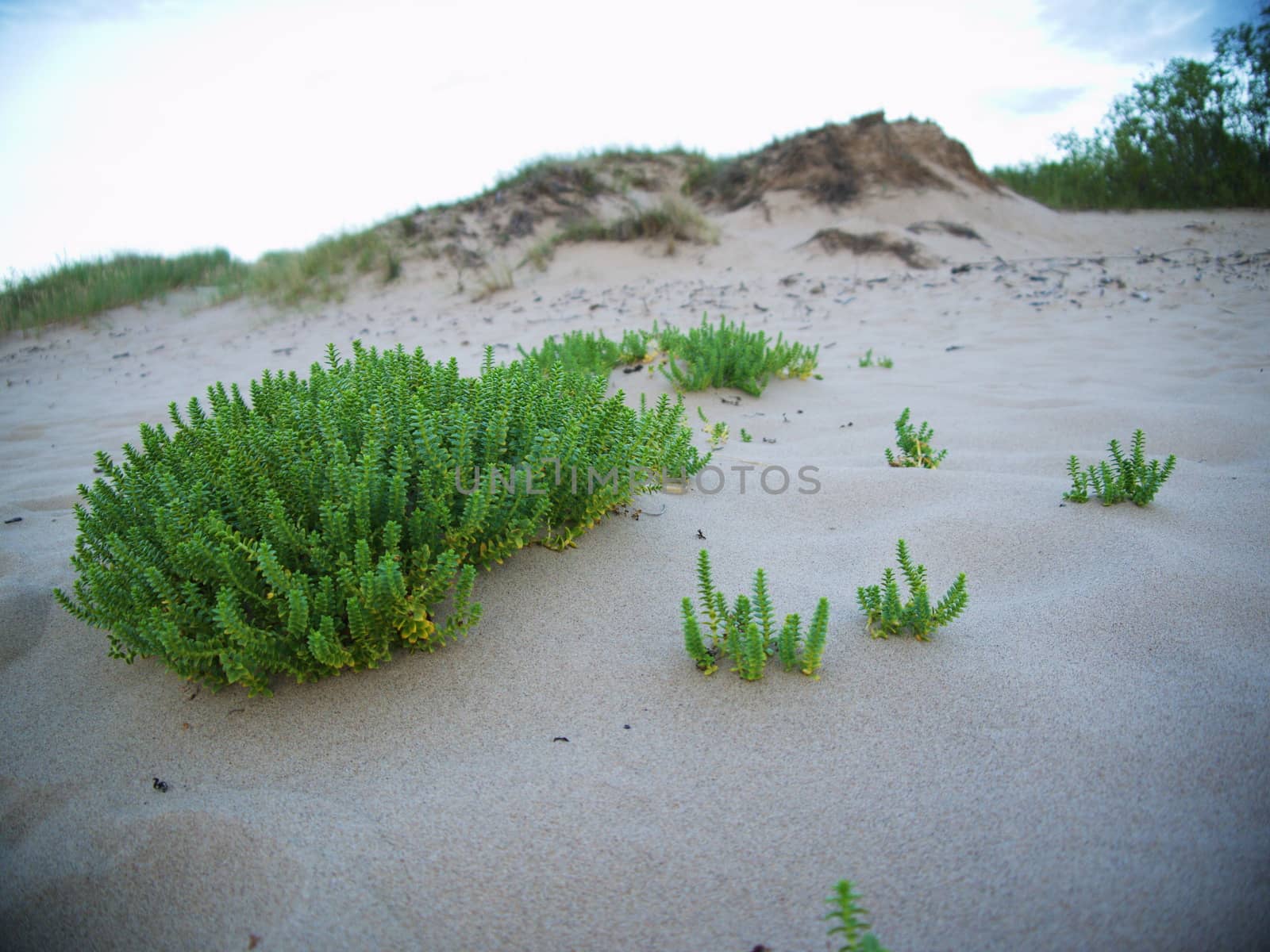 beach with sand dunes and a greengrass at the sea