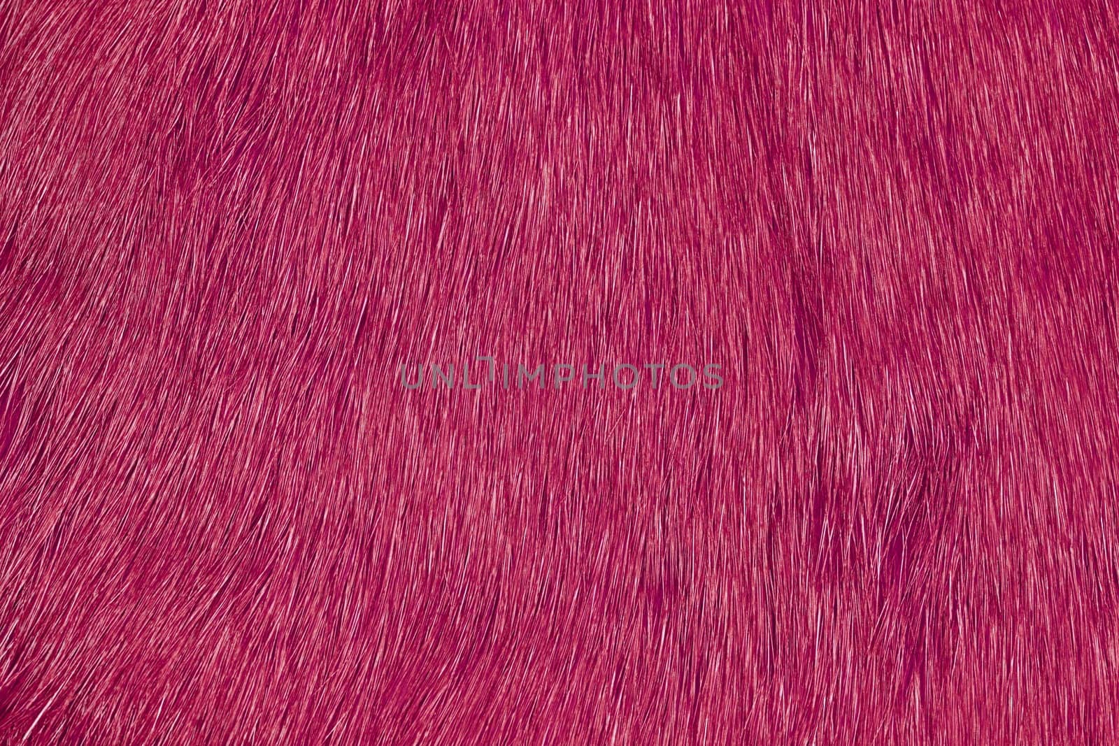 Pink fur macro picture for backgrounds.