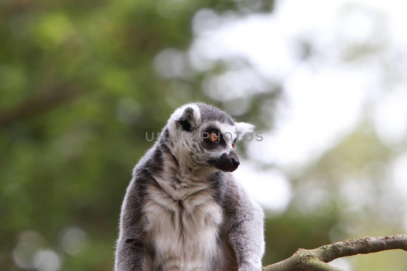 ring tailed lemur by mitzy