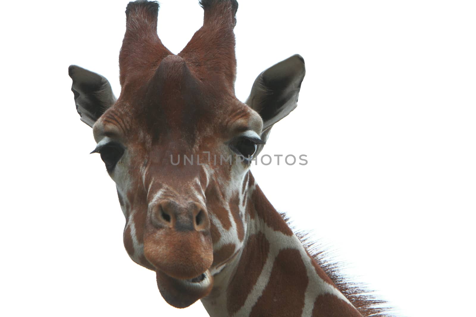 giraffe by mitzy