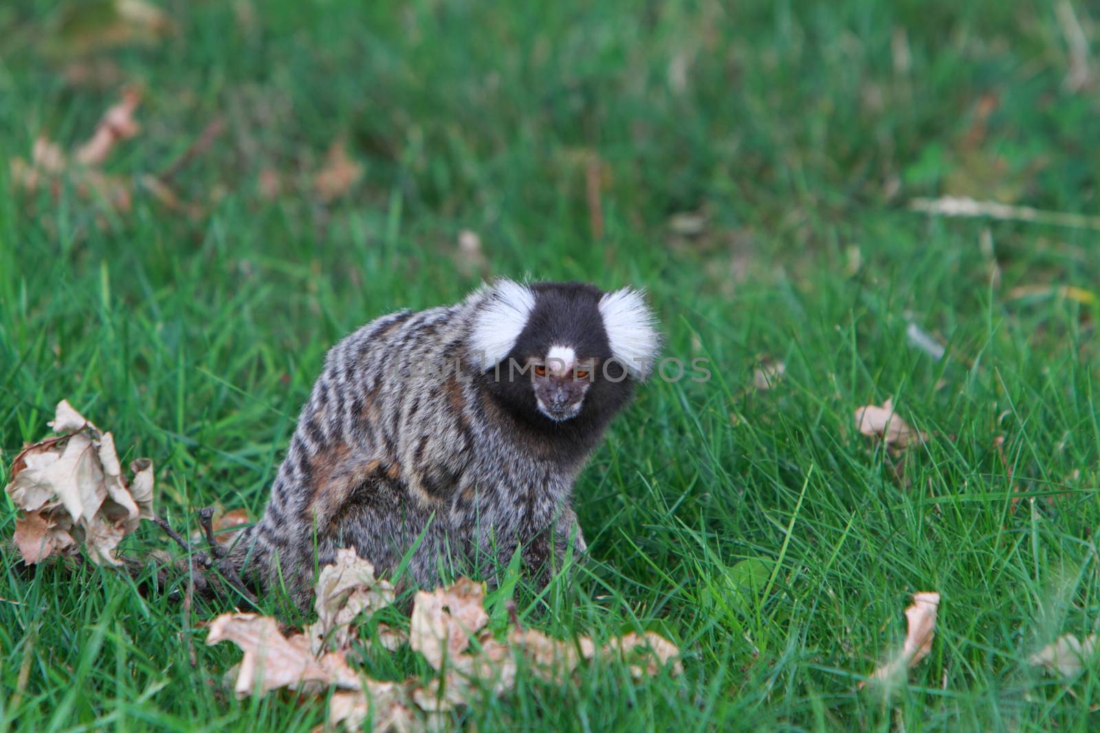 Marmoset by mitzy