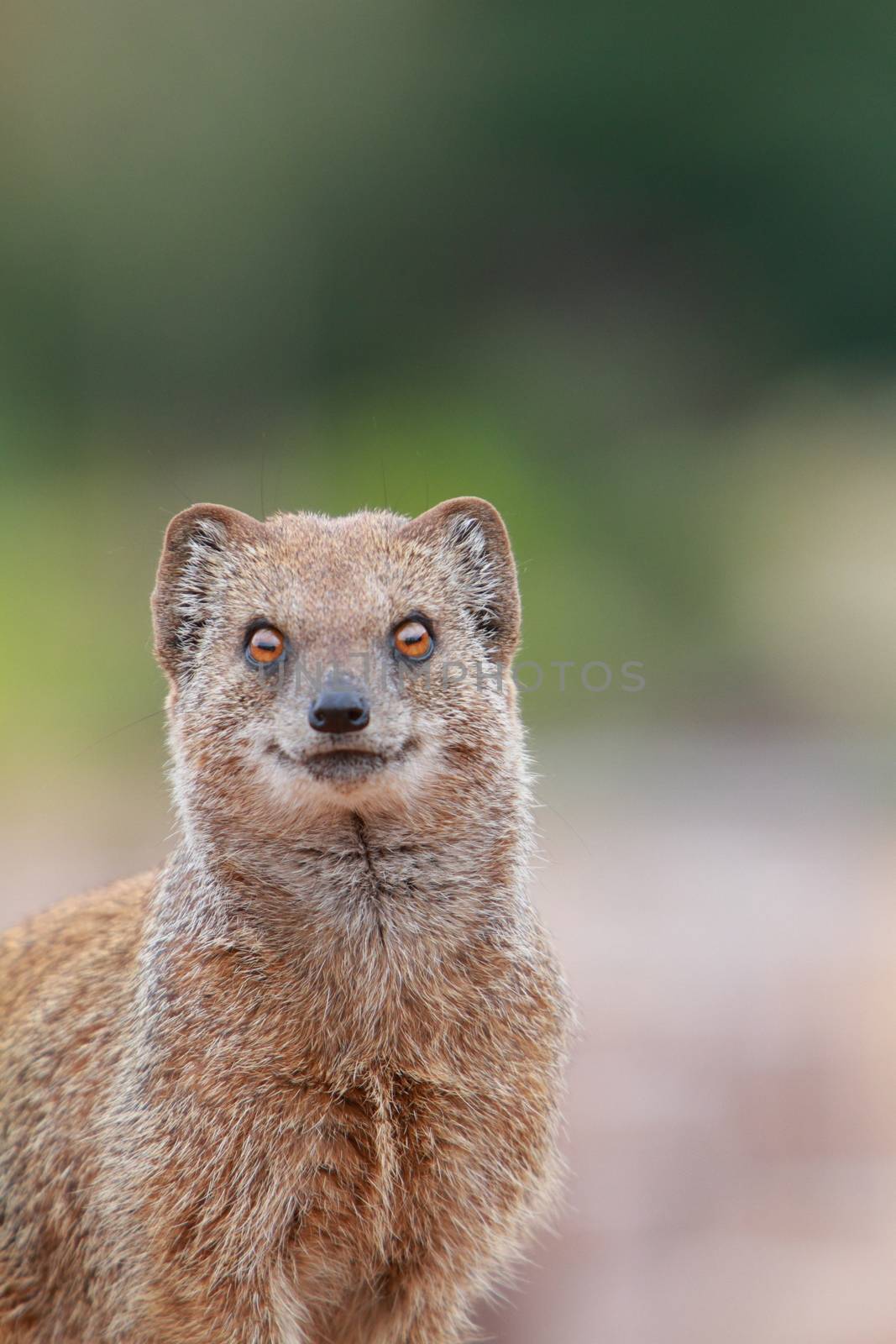 yellow mongoose by mitzy