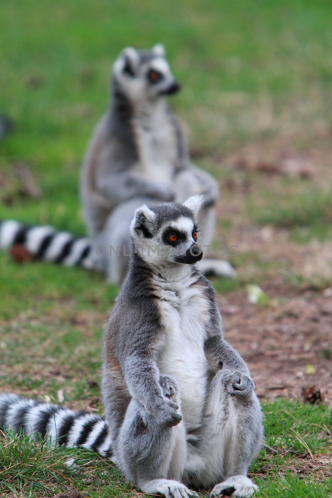 ring tailed lemur by mitzy