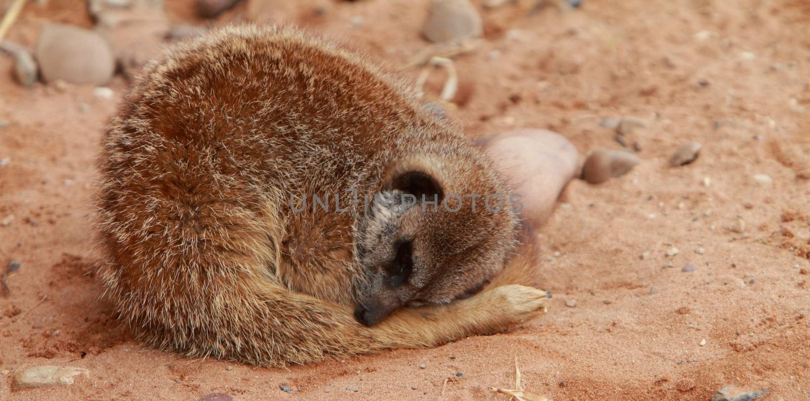 Sleeping meerkat, Suricata suricatta by mitzy