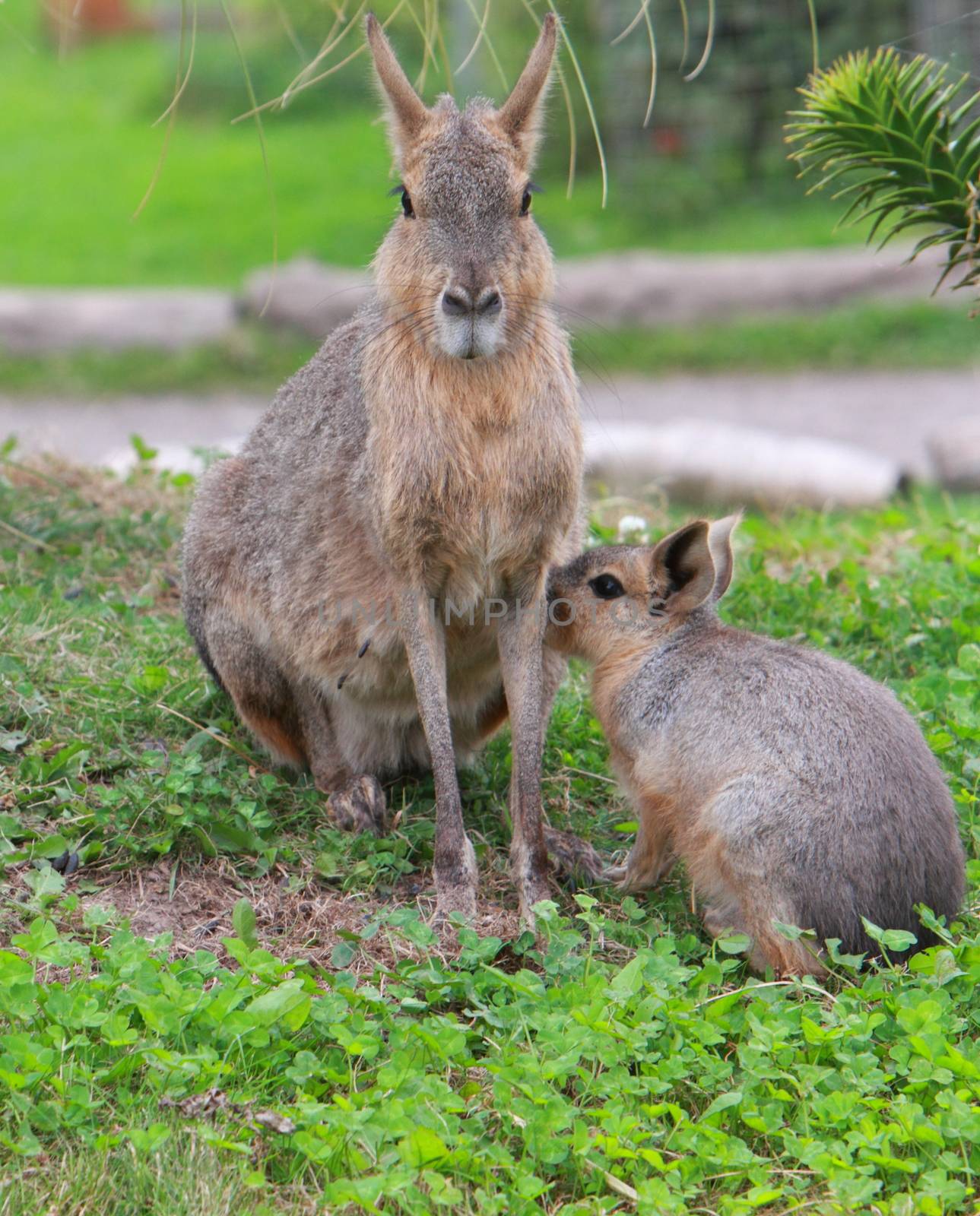 Patagonian mara with young by mitzy
